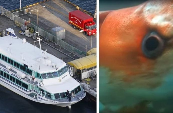 80 Injured In Japan After Ferry Collided With Giant Unidentified Sea Creature