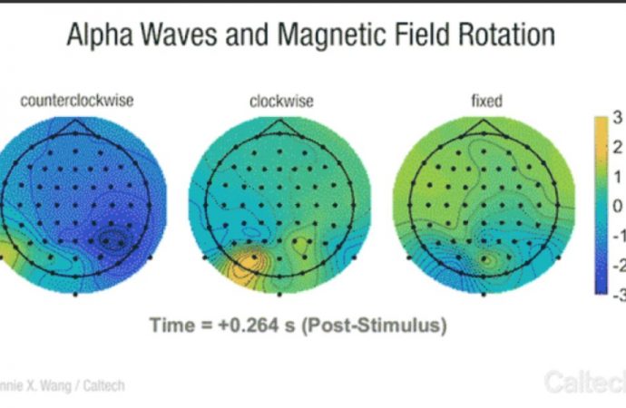 Evidence for a Human Geomagnetic Sense