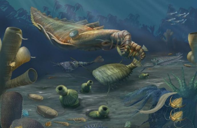 Fossil Treasure Trove of Ancient Animals Unearthed in China