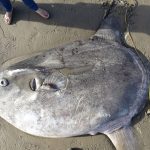 Massive, strange fish found on California beach; scientists say it’s a first