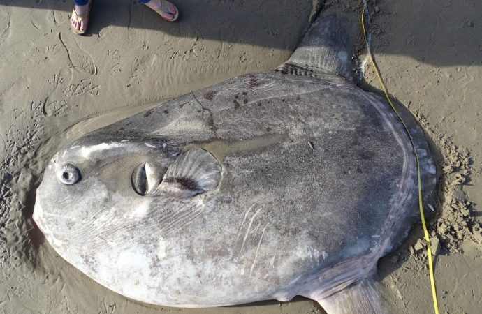 Massive, strange fish found on California beach; scientists say it’s a first