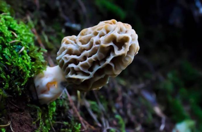 Meet The Amazing Fungus That Farms Bacteria