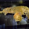 Scientists ‘Wake Up’ Ancient Woolly Mammoth Cells in High-Tech Experiment
