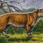 Africa’s largest mammalian carnivore had canines ‘the size of bananas’