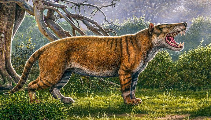 Africa’s largest mammalian carnivore had canines ‘the size of bananas’