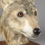 Face of Neolithic Dog Reconstructed