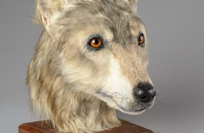Face of Neolithic Dog Reconstructed