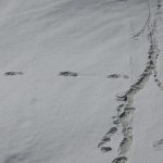 Indian army reports ‘Yeti’ footprints discovery