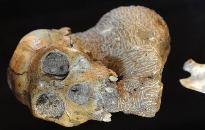 Scientists say fossils are ‘missing link’ in human history