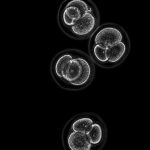 Embryo stem cells created from skin cells