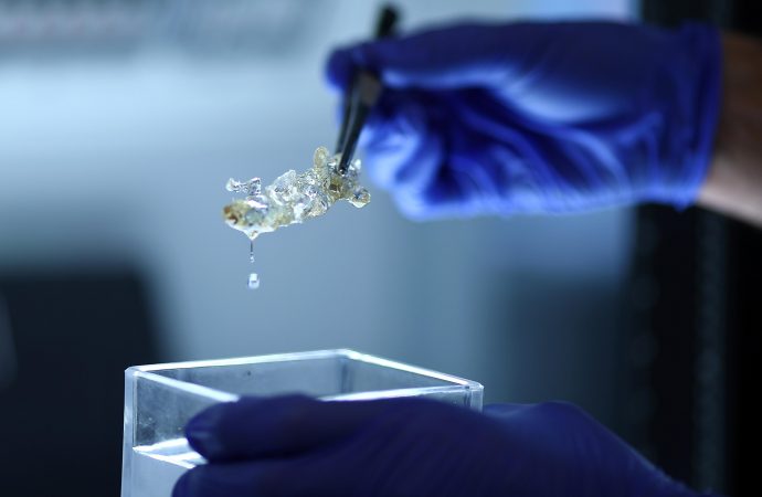 German scientists create see-through human organs