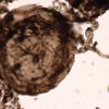 Paleontologists Find One-Billion-Year-Old Fossil Fungi in Canada