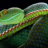 Scientists pursue universal snakebite cure using HIV antibody techniques