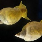 Tweaking one gene with CRISPR switched the way a snail shell spirals