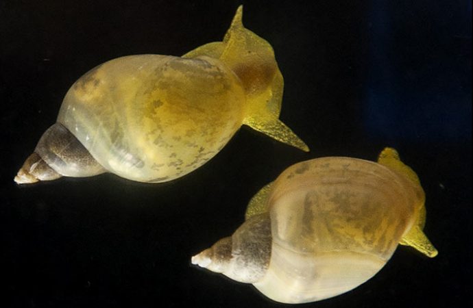 Tweaking one gene with CRISPR switched the way a snail shell spirals