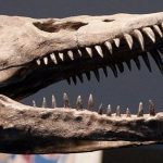 15-ton ‘sea monster’ found in Antarctica