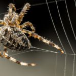 First-ever spider glue genes sequenced, paving way to next biomaterials breakthrough