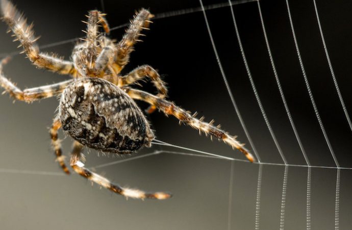 First-ever spider glue genes sequenced, paving way to next biomaterials breakthrough