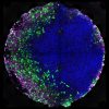 Growing embryonic tissues on a chip