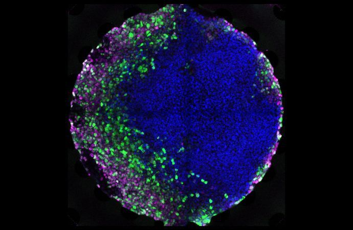 Growing embryonic tissues on a chip