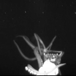 Rare Giant Squid Caught on Camera in U.S. Waters for the First Time