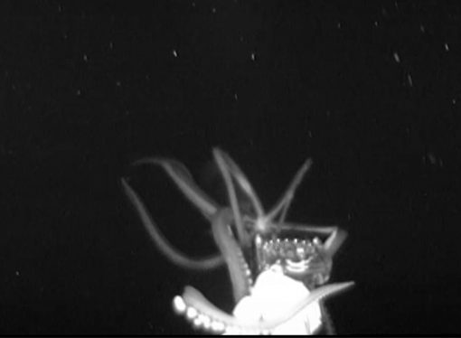 Rare Giant Squid Caught on Camera in U.S. Waters for the First Time