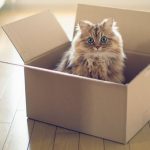 Schrödinger’s cat could be saved, say scientists