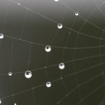 Spider Silk Could Improve Organoids for Drug Development