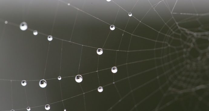 Spider Silk Could Improve Organoids for Drug Development