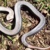 ‘Zombie Snake’ Plays Dead When Threatened
