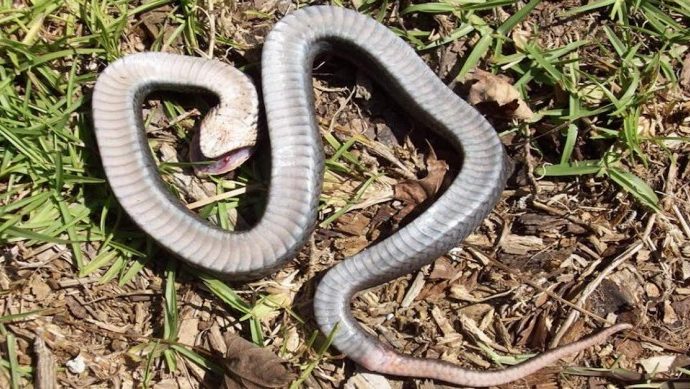 ‘Zombie Snake’ Plays Dead When Threatened