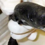 Adorable new ‘pocket shark’ species identified