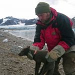 An Arctic fox walked from Norway to Canada in just 76 days. That’s 3,500 km, three countries and two continents