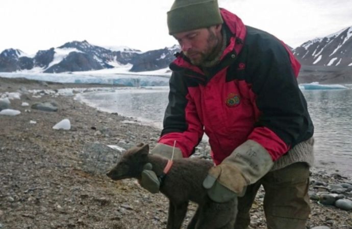 An Arctic fox walked from Norway to Canada in just 76 days. That’s 3,500 km, three countries and two continents