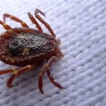 Did the Pentagon attempt to weaponize ticks ?