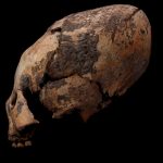 East Asians may have been reshaping their skulls 12,000 years ago