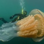 Massive Human-Sized Jellyfish Caught on Camera off the English Coast