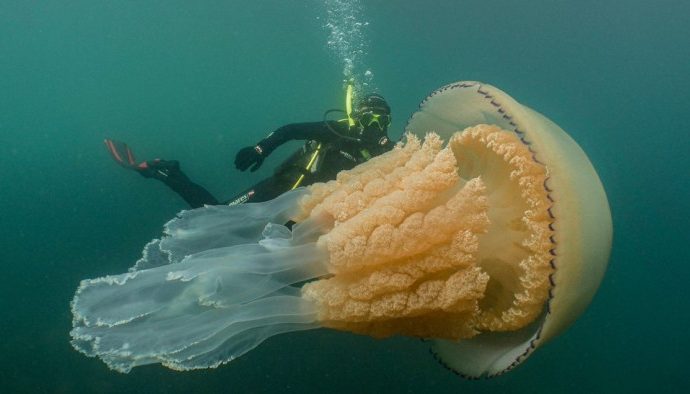 Massive Human-Sized Jellyfish Caught on Camera off the English Coast