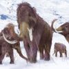 Woolly mammoths went extinct 4,000 years ago — now governments want to protect them