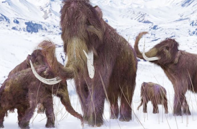 Woolly mammoths went extinct 4,000 years ago — now governments want to protect them