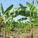 Colombia confirms that dreaded fungus has hit its banana plantations