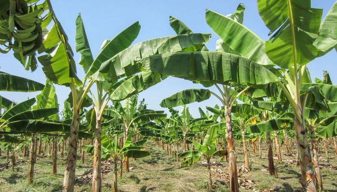 Colombia confirms that dreaded fungus has hit its banana plantations