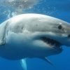 Great white sharks have disappeared from South Africa, baffling experts