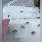 Hundreds of land crabs appear in Florida neighborhood