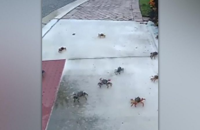 Hundreds of land crabs appear in Florida neighborhood