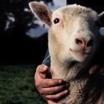 Mutant sheep are being bred in lab to fight lethal child brain disease
