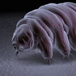 Tardigrades may have survived spacecraft crashing on moon