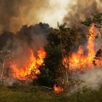 The Amazon is burning at a rate not seen since we started keeping track. The smoke is reaching cities 2,000 miles away.