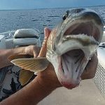Woman reels in weird fish with two mouths