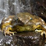 World’s biggest frogs are so strong they move heavy rocks to build their own ponds